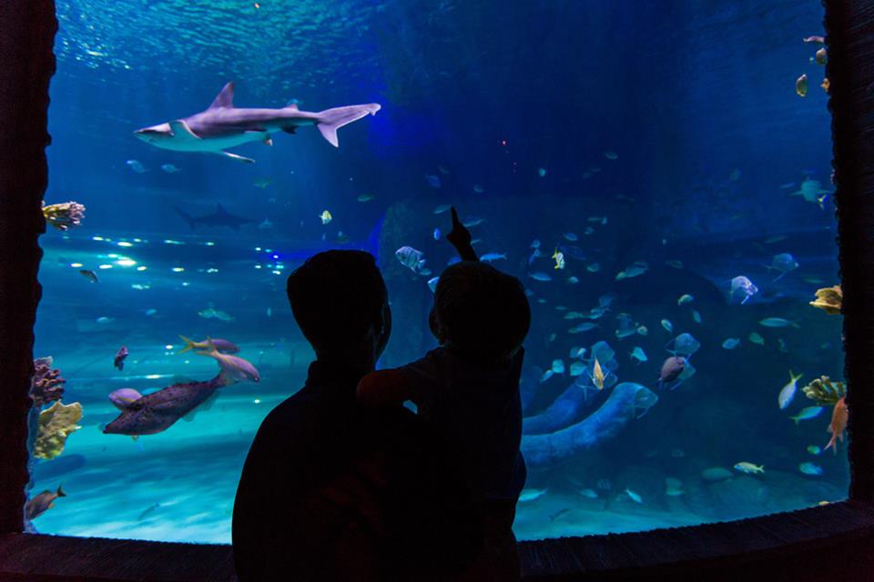 SEA LIFE London Aquarium